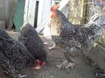 Mechelse koekoek, Dieren en Toebehoren