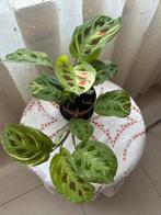 Maranta leuconeura 'Kerchoveana Variegata', Autres espèces, En pot, Moins de 100 cm, Enlèvement