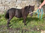 Jonge miniatuurmerrie, Dieren en Toebehoren, Merrie, 0 tot 2 jaar, A pony (tot 1.17m), Gechipt