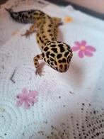 Reptile gecko léopard, Enlèvement