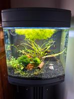 Sera aquarium met onderkast + veel knalgele garnalen, Ophalen, Gebruikt, Gevuld zoetwateraquarium