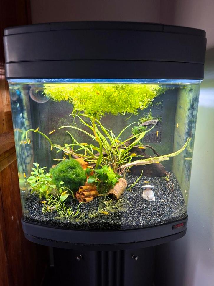 Sera aquarium met onderkast + veel knalgele garnalen, Dieren en Toebehoren, Vissen | Aquaria en Toebehoren, Gebruikt, Gevuld zoetwateraquarium