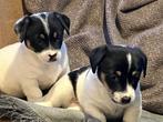 Jack russelpups, België, Particulier, Jack Russell Terriër, 8 tot 15 weken