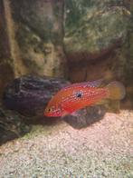 Rode acara/juwel cichlide, Dieren en Toebehoren, Vissen | Aquariumvissen