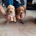 Dwergpoedel pups, Dieren en Toebehoren, Honden | Chihuahua's en Gezelschapshonden, Poedel, België, CDV (hondenziekte), 8 tot 15 weken