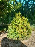 buxus, Tuin en Terras, Ophalen of Verzenden, Buxus