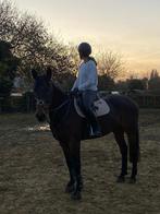 12jarige bwp merrie, Dieren en Toebehoren, Paarden