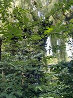 Enorme saule a donner pour bois de chauffage gratuit, Tuin en Terras, Ophalen, Takken
