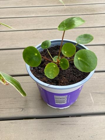 Pannekoekplant kamerplant