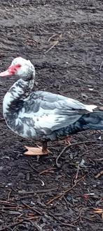 Barberieneenden van 2025, Dieren en Toebehoren, Pluimvee