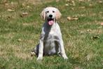Golden Retriever pups te koop, Dieren en Toebehoren, Honden | Retrievers, Spaniëls en Waterhonden, Golden retriever, België, 15 weken tot 1 jaar