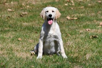 Golden Retriever pups te koop beschikbaar voor biedingen