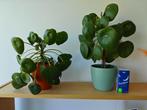 Pannenkoekenplant (+ scheuten), Ophalen, In pot