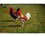 Gratis haan gezocht., Dieren en Toebehoren, Pluimvee