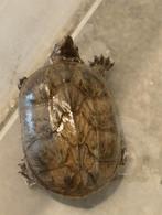 Waterschildpad schildpadden aquarium muskusschildpad, Dieren en Toebehoren