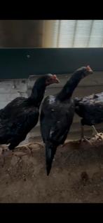 6 shamo hennen, Dieren en Toebehoren, Pluimvee