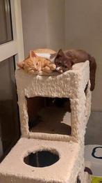 BRITSE KORTHAAR KITTENS MET STAMBOOM, Dieren en Toebehoren, Katten en Kittens | Raskatten | Korthaar, Kater, Gechipt, 0 tot 2 jaar