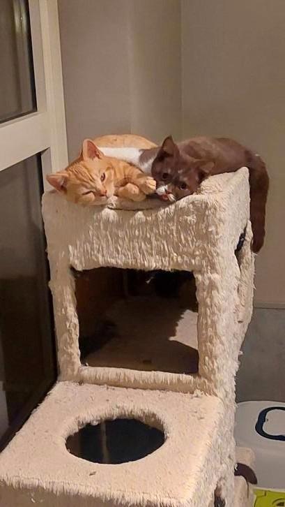 BRITSE KORTHAAR KITTENS MET STAMBOOM, Dieren en Toebehoren, Katten en Kittens | Raskatten | Korthaar, Kater, 0 tot 2 jaar, Met stamboom