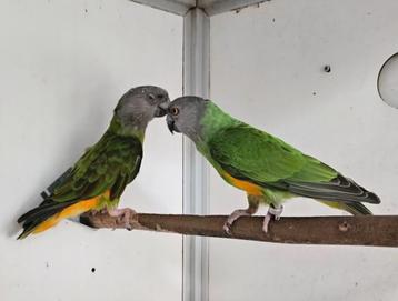 Kwk bonte boeren beschikbaar voor biedingen