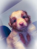 Australian shepherd pups met fci stamboom, CDV (hondenziekte), België, 8 tot 15 weken, Meerdere