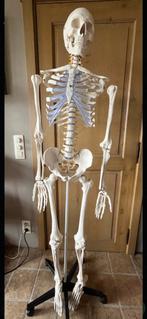 anatomisch skelet, Ophalen, Zo goed als nieuw