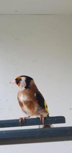 Mâle chardonneret, Animaux & Accessoires, Oiseaux | Oiseaux Autre