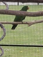 edelpapegaai, Dieren en Toebehoren, Vogels | Parkieten en Papegaaien, Mannelijk, Papegaai, Geringd