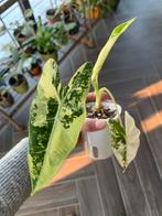 Alocasia Frydek variegata, Ophalen, Overige soorten, Halfschaduw, Minder dan 100 cm