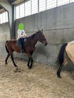 Drachtige bwp merrie, Dieren en Toebehoren, Paarden, Hengst