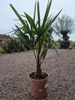 Palmboom Trachycarpus Fortunei- winterharde palmboom, Ophalen, Palmboom