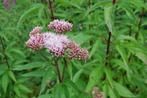 Eupatorium purpureum-Koninginnekruid (vaste plant), Ophalen, Vaste plant