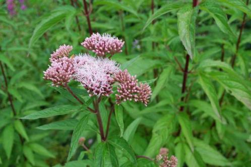 Eupatorium purpureum-Koninginnekruid (vaste plant), Tuin en Terras, Planten | Tuinplanten, Vaste plant, Ophalen