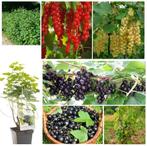 RODE, WITTE TROSBES & CASSIS-STRUIKEN: 4€/stuk, 5 VOOR 18€ !, Ophalen of Verzenden, Lente, Vaste plant, Fruitplanten