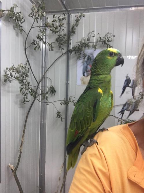 perroquet - amazone front bleu EAM- blauwvoorhoofd HT, Dieren en Toebehoren, Vogels | Parkieten en Papegaaien, Papegaai, Tam, Geringd