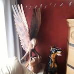 adelaar, Verzamelen, Ophalen, Zo goed als nieuw, Dier