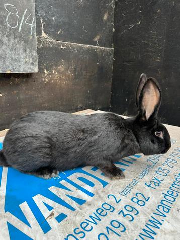 Zwarte rammelaar te koop beschikbaar voor biedingen