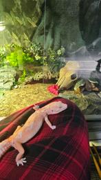 Luipaard gecko te koop ZONDER terrarium, Amfibie, Tam