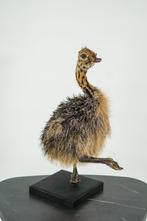 Opgezet struisvogel kuiken - Wildernis Atelier, Ophalen of Verzenden, Nieuw, Vogel, Opgezet dier