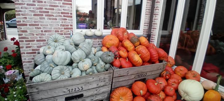 pompoenen - sierpompoenen - sierfruit, Diversen, Levensmiddelen, Ophalen