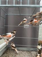 Portugese harlekijn poppen 2025, Dieren en Toebehoren, Vogels | Kanaries, Vrouwelijk