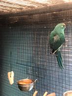 KAKARIKIS 2024, Dieren en Toebehoren, Geringd