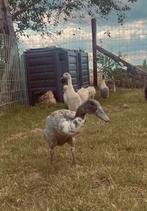 Mooie loopeend, Dieren en Toebehoren, Pluimvee, Mannelijk, Eend