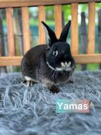 Ter adoptie gecastreerde ram