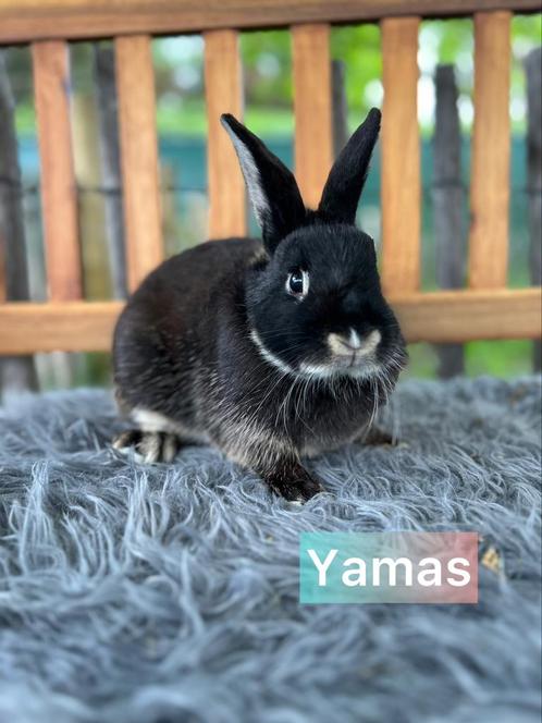 Ter adoptie gecastreerde ram, Dieren en Toebehoren, Konijnen