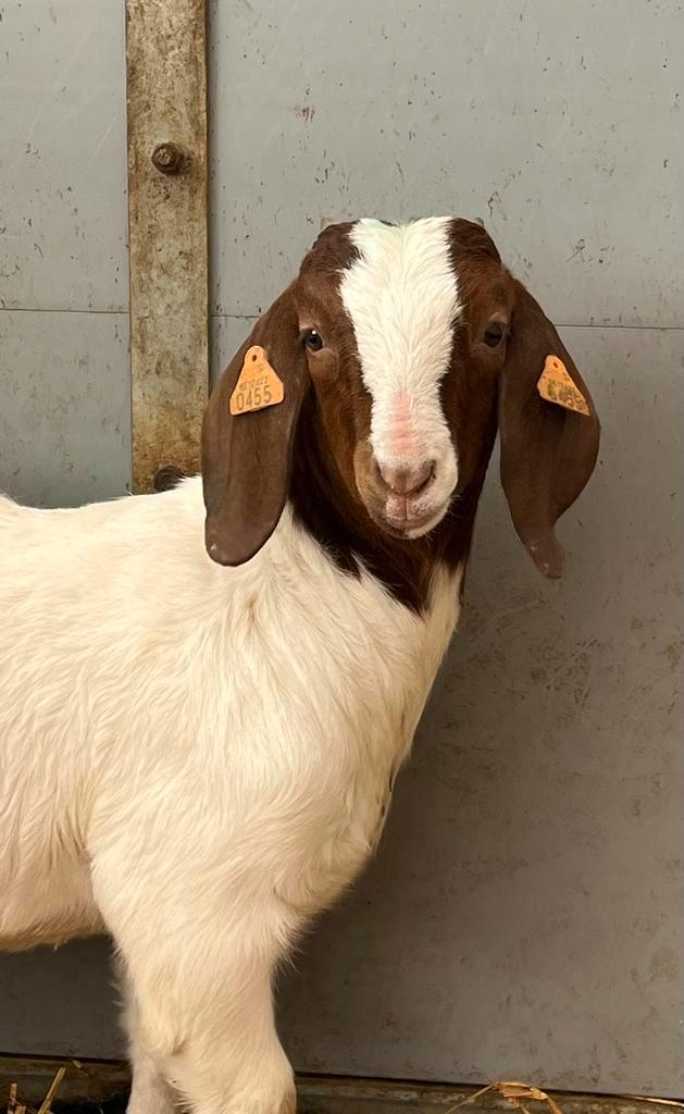 Boergeit boerbok geiten, Dieren en Toebehoren, Schapen, Geiten en Varkens