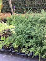 Lonicera nitida, Tuin en Terras, Planten | Tuinplanten, Ophalen, Bodembedekkers, Vaste plant, Bloeit niet