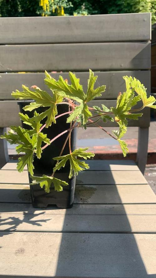 Citroen gerarium, Tuin en Terras, Planten | Tuinplanten, Ophalen