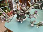 Plante mère vert fuchsia - Tradescantia, Ombre partielle, Plante à fleurs, Enlèvement ou Envoi