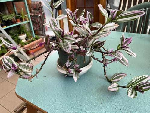 Vaderplant Fuchsia-groen - Tradescantia, Huis en Inrichting, Kamerplanten, Bloeiende kamerplant, Halfschaduw, Ophalen of Verzenden