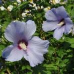 hibiscus/chinese roos, Ophalen, Vaste plant